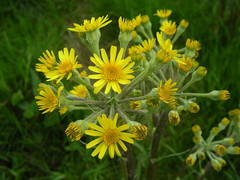 Tephroseris helenitis helenitis