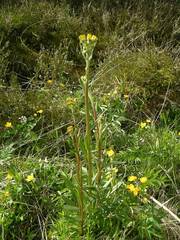 Tephroseris helenitis helenitis
