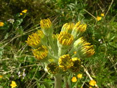 Tephroseris helenitis helenitis