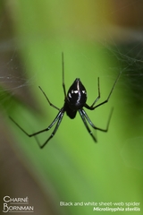 Microlinyphia sterilis