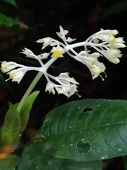 Palicourea violacea