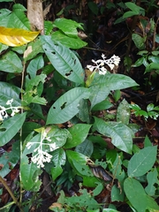 Palicourea violacea