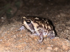 Breviceps adspersus
