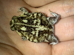 Breviceps adspersus