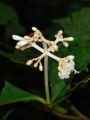 Psychotria cupularis