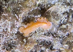 Yungia aurantiaca