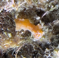 Yungia aurantiaca