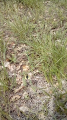 Libelloides coccajus