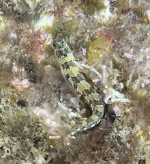Microlipophrys dalmatinus