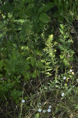 Erysimum cheiranthoides