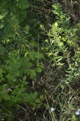 Erysimum cheiranthoides