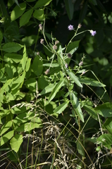 Cirsium arvense