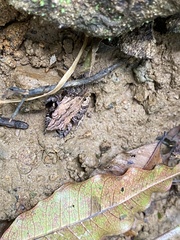 Craugastor underwoodi