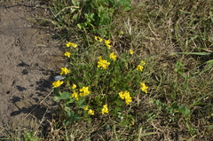 Lotus corniculatus