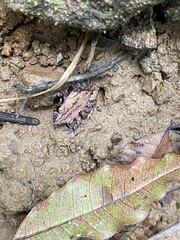 Craugastor underwoodi