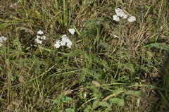 Achillea millefolium