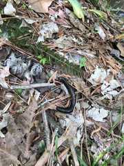 Narceus americanus