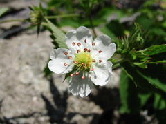 Potentilla elatior