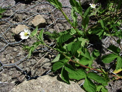 Potentilla elatior