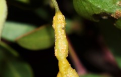 Puccinia madritensis
