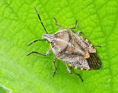 Agonoscelis