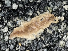 Testacella haliotidea