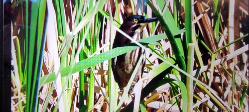 Green Heron photographed in New Mexico
