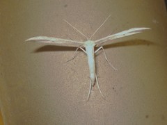 Hellinsia carphodactyla