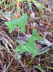 Calystegia collina oxyphylla