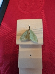 Nemoria rubrifrontaria