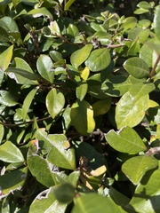 Ribes viburnifolium