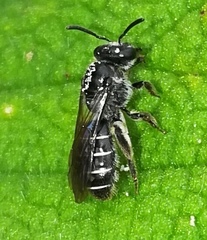 Zonalictus
