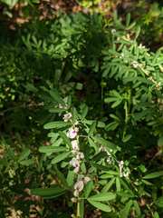 Lespedezinae