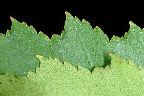 Karpotasis beržas nuotrauka