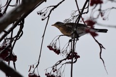Turdus pilaris