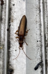 Thelyphassa lineata