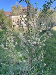 Baccharis pilularis