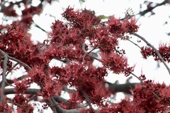 Barnebydendron riedelii