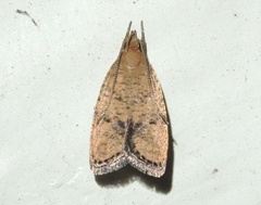 Psilocorsis quercicella