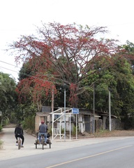 Barnebydendron riedelii