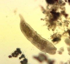 Stenostomum