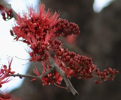 Barnebydendron riedelii