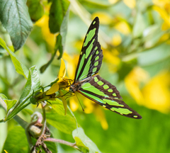 Philaethria wernickei