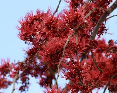 Barnebydendron riedelii
