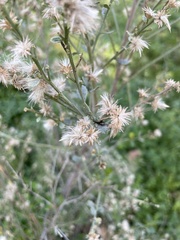 Baccharis pilularis