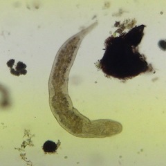 Stenostomum