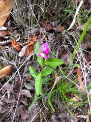 Rhinotropis californica