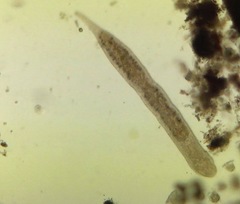 Stenostomum