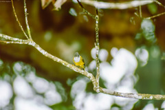 Culicicapa ceylonensis antioxantha