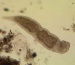 Stenostomum